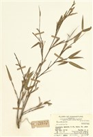 藏品(苦竹仔)的圖片